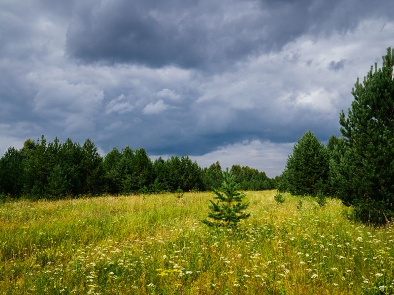 Ground Clearing in Atlanta, GA