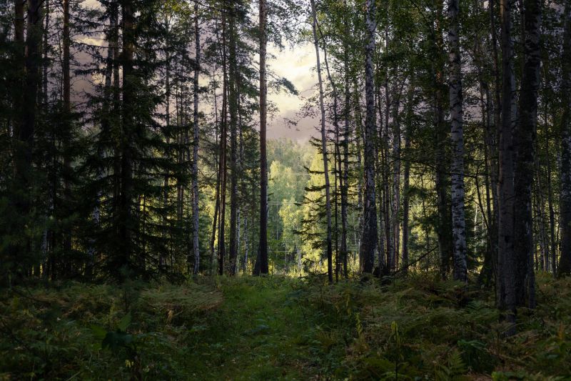 Trees Clearing in Marietta, GA